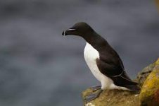 pingouin.jpg