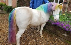 LICORNE.jpg