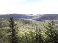 juste_des_arbres_et_de_la_flotte - Copie.jpg