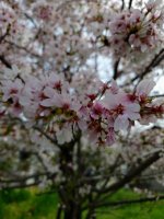 printemps_rose - Copie.jpg