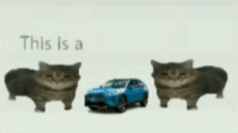 toyota-cat-meme.gif