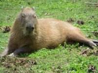capybara trql.jpg