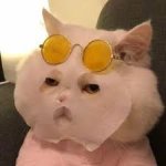 11 idées de Photo profil | images drôles, animaux hilarants, chat ...