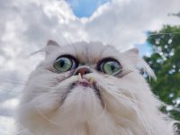 Les-5-races-de-chats-les-plus-moches-du-monde.jpg