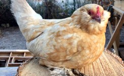 poule-barbue-uccle-083237.jpg