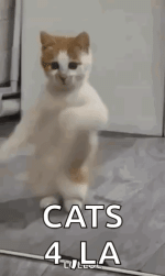 1778082236896.gif