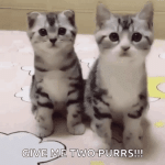 1778087278440.gif