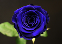 1778088167011.png
