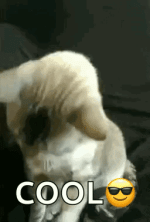 1778231121640.gif