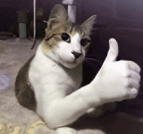 1778231468411.gif