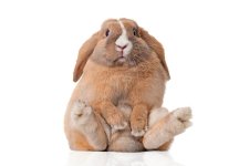 alimentation-du-lapin-de-compagnie-comment-eviter-que-mon-lapin-devienne-obese.jpg