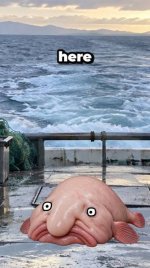 images (23).jpeg
