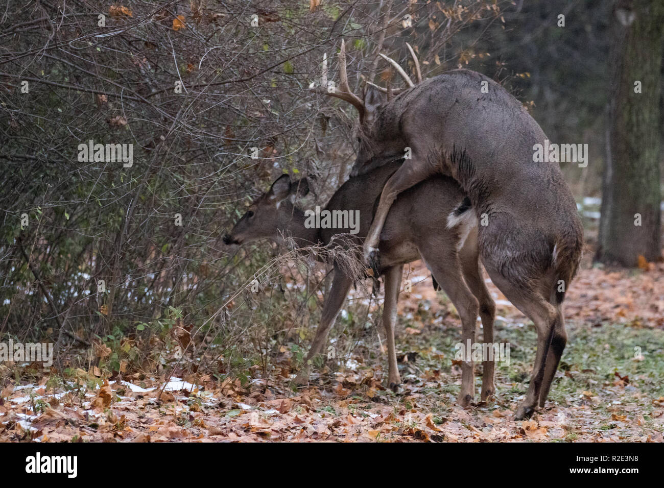 big-buck-avec-doe-le-cerf-de-virginie-r2e3n8.jpg